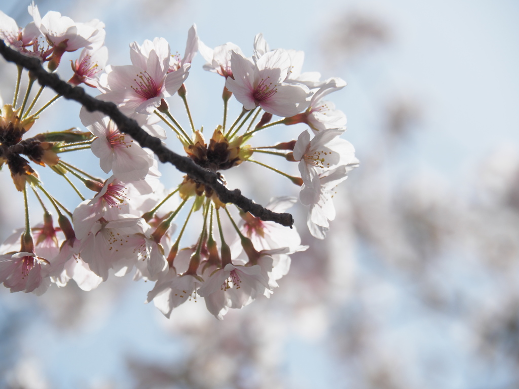 花手毬