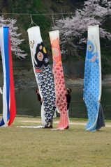 こいのぼりdeキャンディーズ