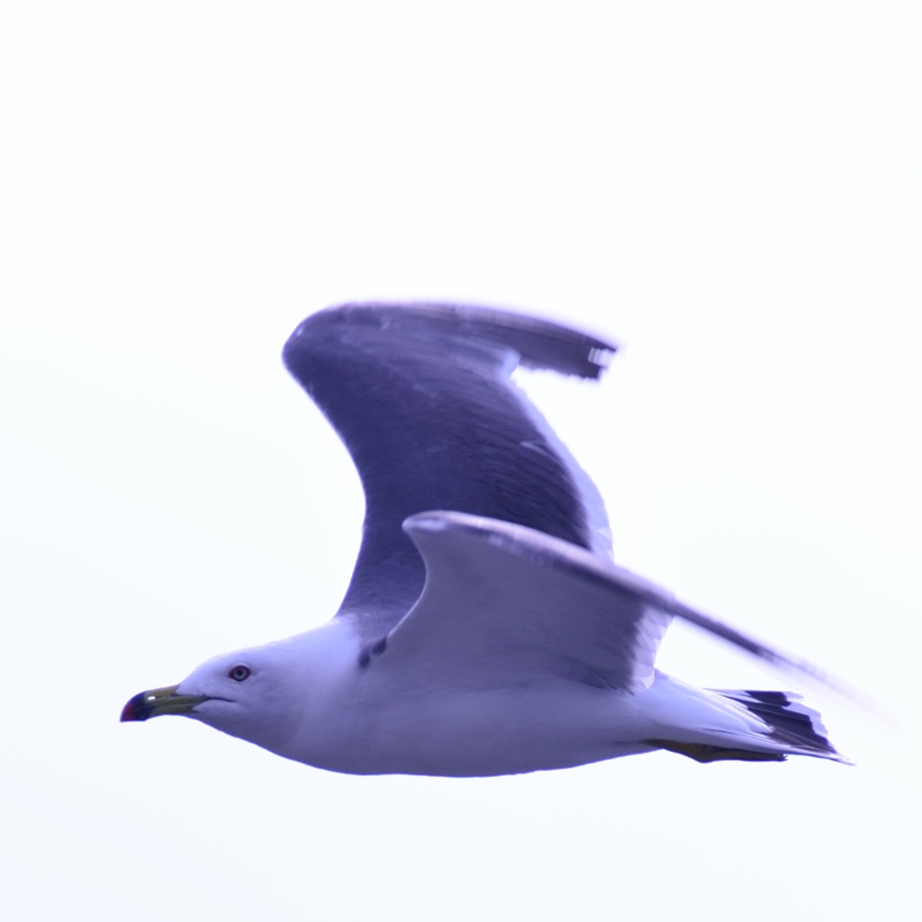 カモメじゃないよ