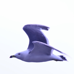 カモメじゃないよ