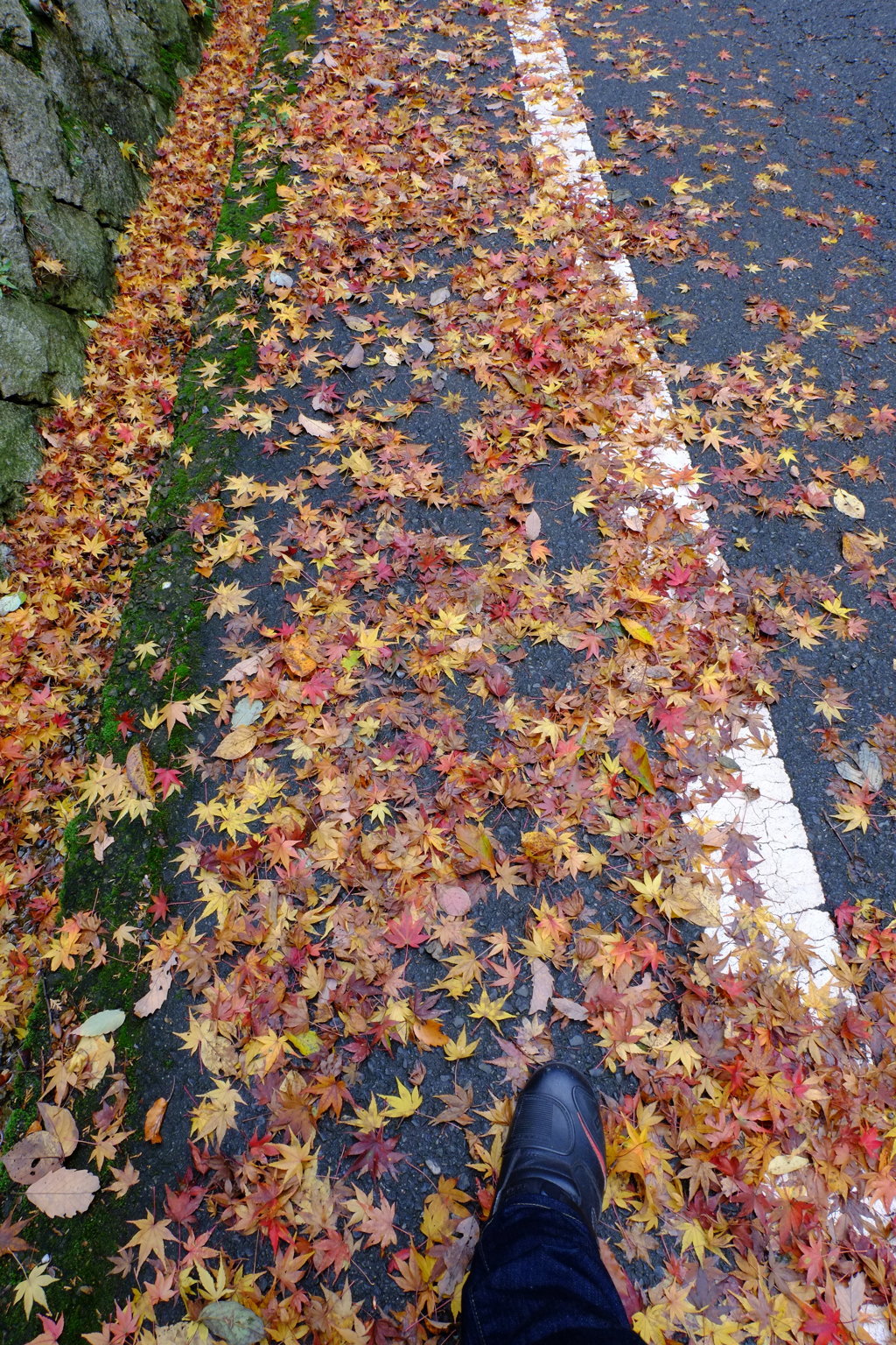 本日のお写んぽ^^