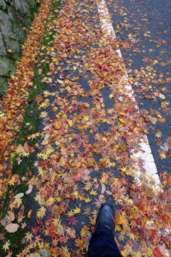 本日のお写んぽ^^