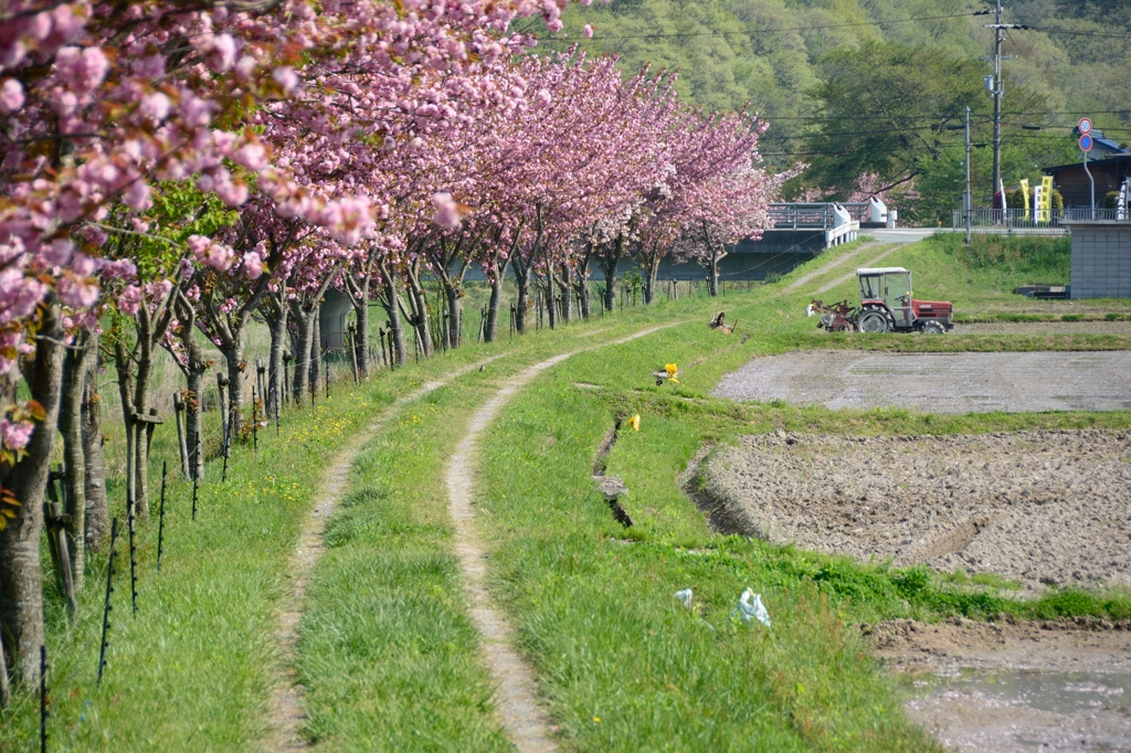 春の畦道