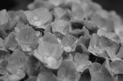 モノクロ・パープル