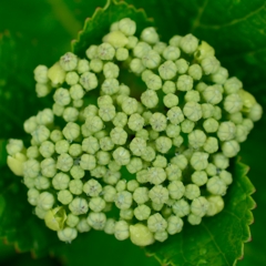 ブロッコリーのようなもの