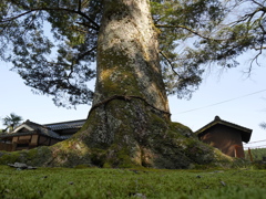 どっしり千年