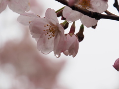 春の雨上がり②