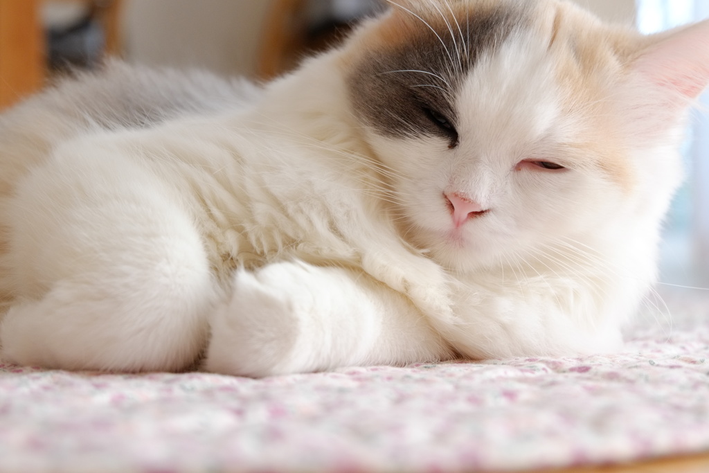 シエスタ～スコティッシュフォールド