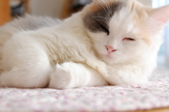 シエスタ～スコティッシュフォールド