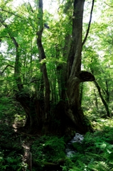 和池の大カツラ