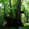 和池の大カツラ