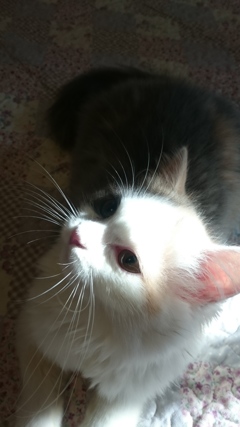 レンブラントの猫