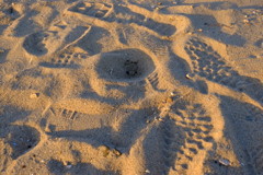 アンパンマンに見えちゃって(>_<)