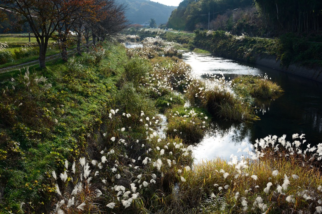 ススキ川