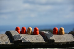 眺めていたダルマ