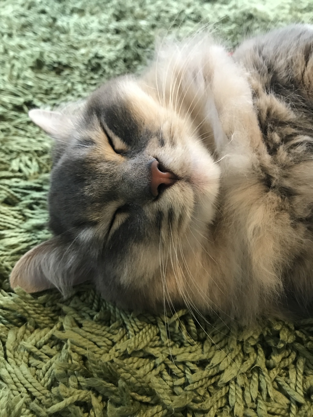 癒しのモフモフ