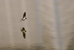 鳥景52