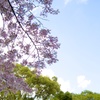 春桜
