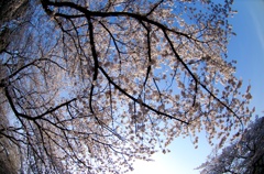 空、桜模様