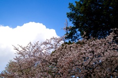 桜に垣間見る夏模様