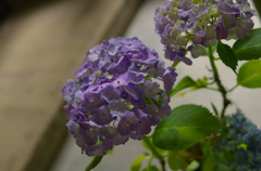 IMGP8742a