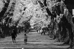 桜トンネル