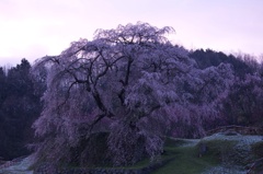 又兵衛桜