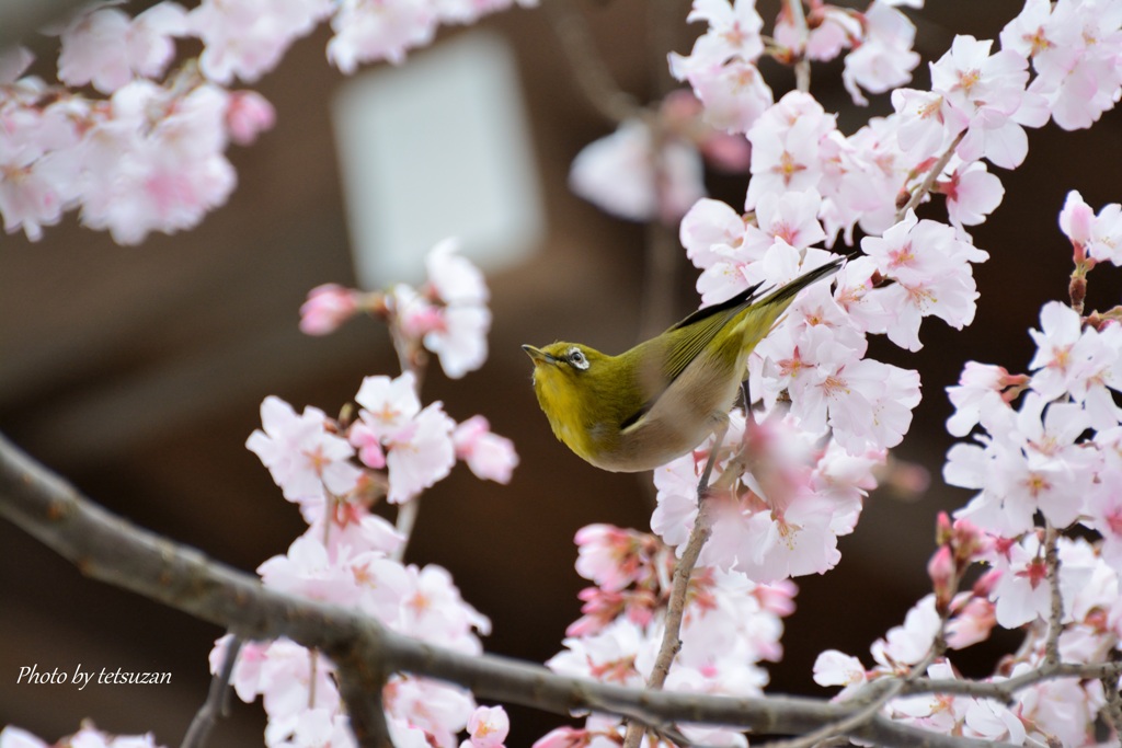 高遠小彼岸桜