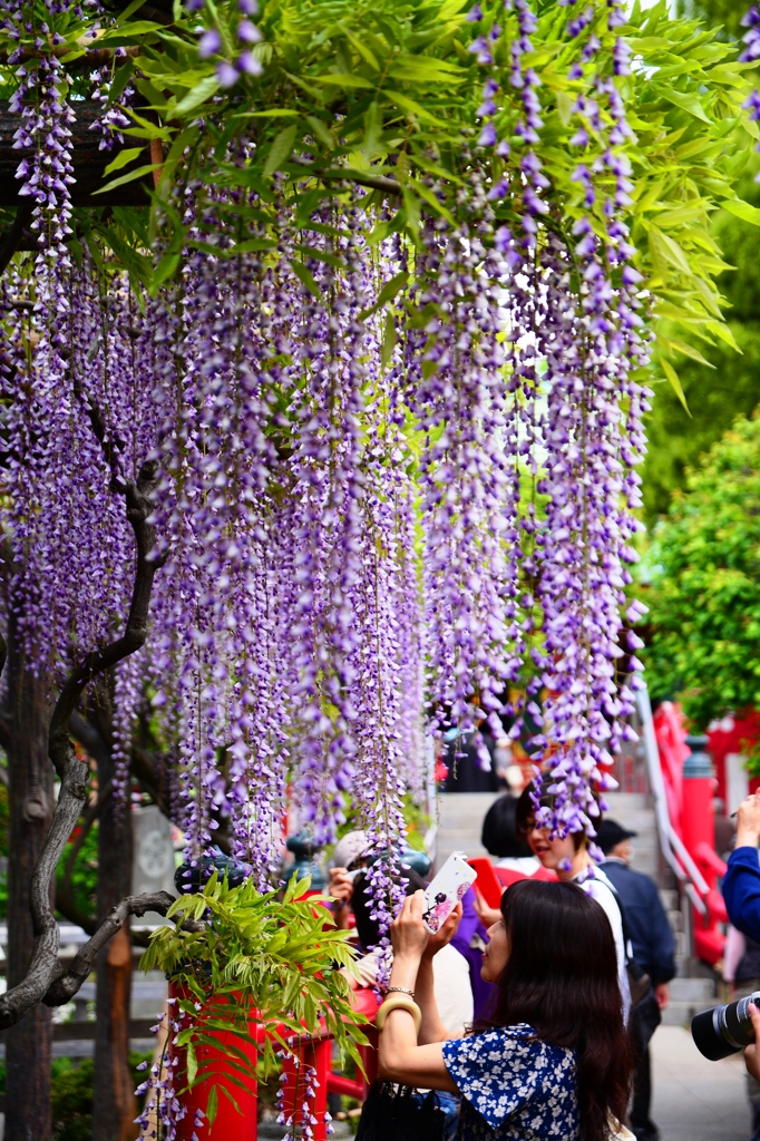 Waterfall of purple