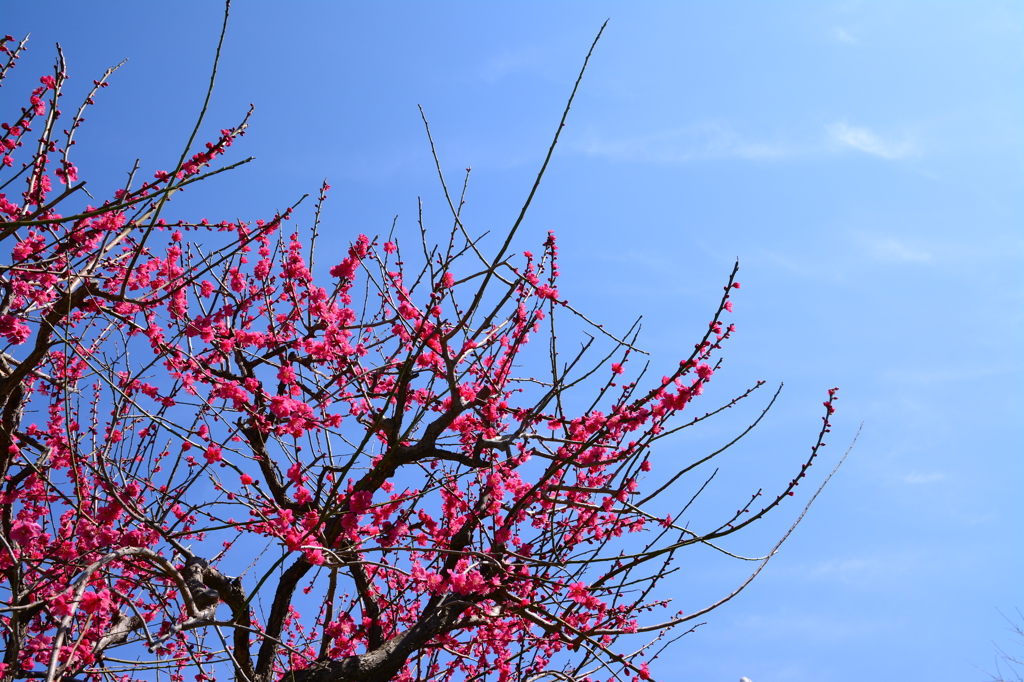 青空に紅梅