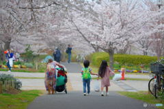 桜三月散歩道