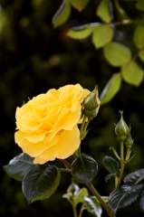 Yellow Roses