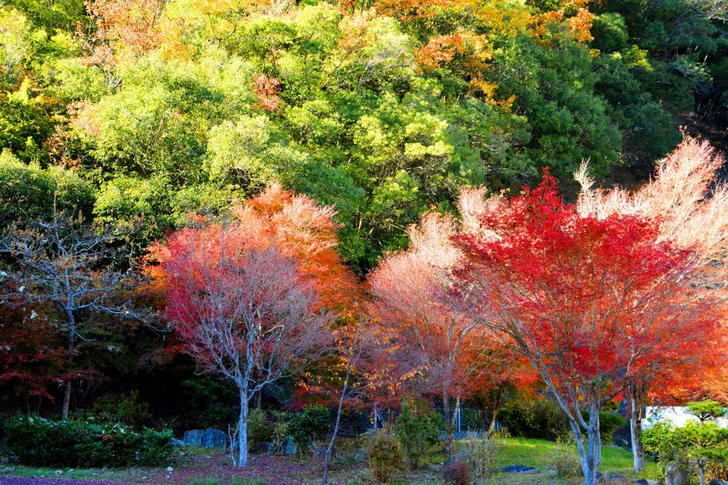 しもべの紅葉