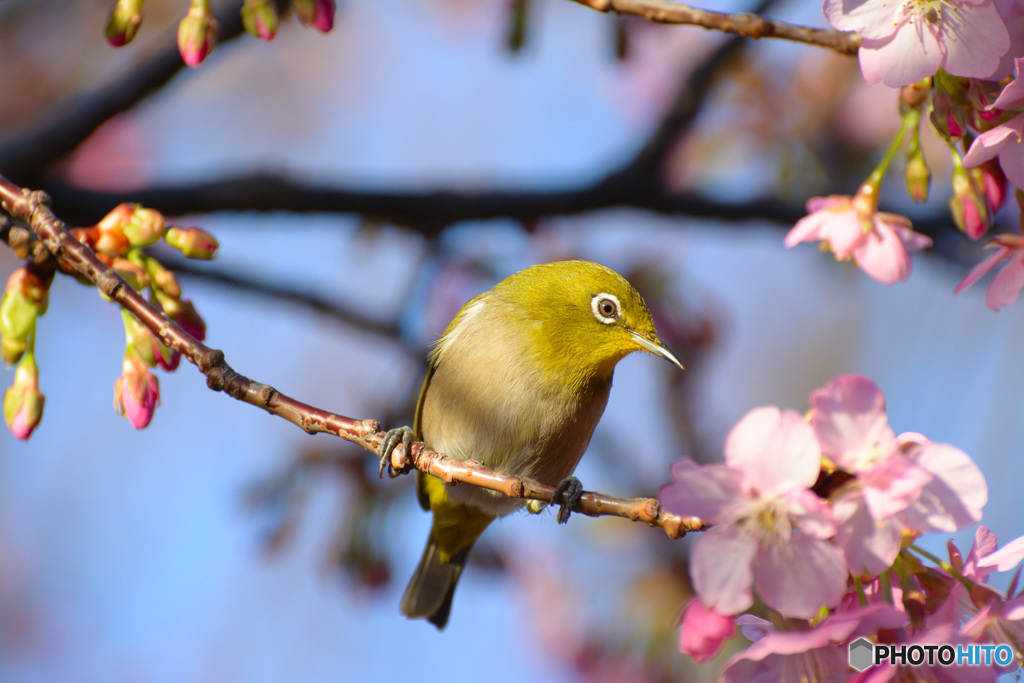 メジロの季節：河津桜①
