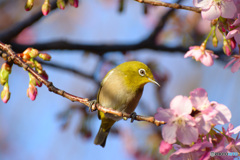 メジロの季節：河津桜①
