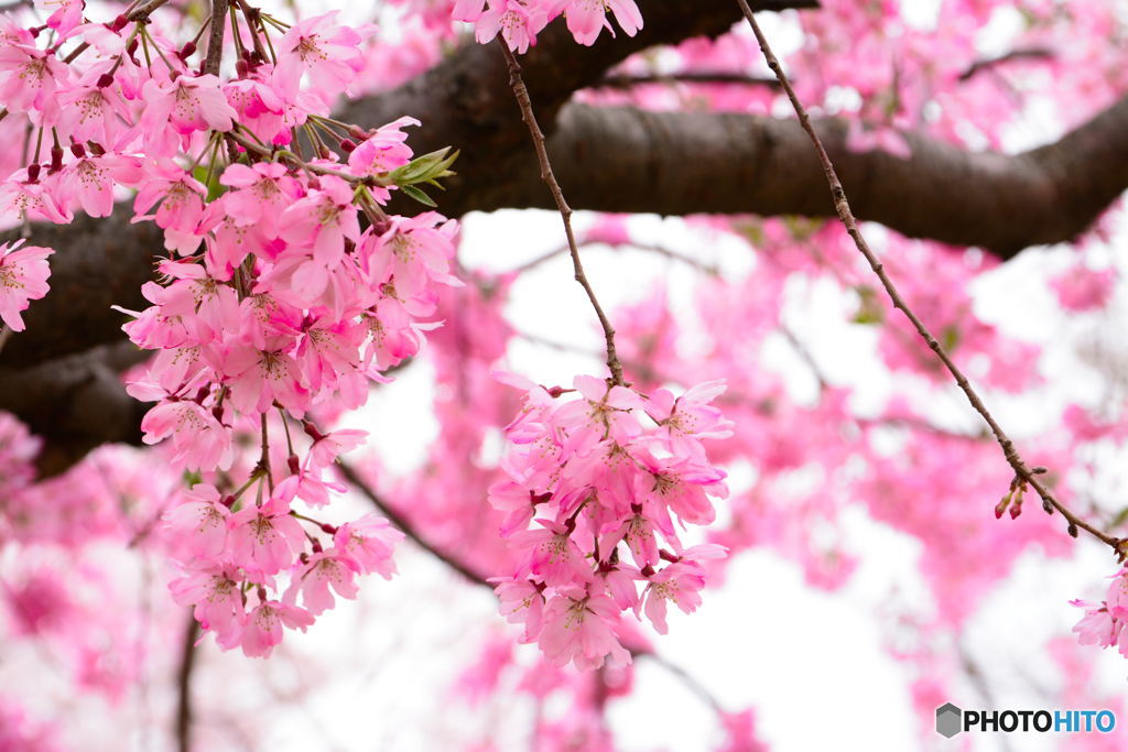 枝垂れ桜