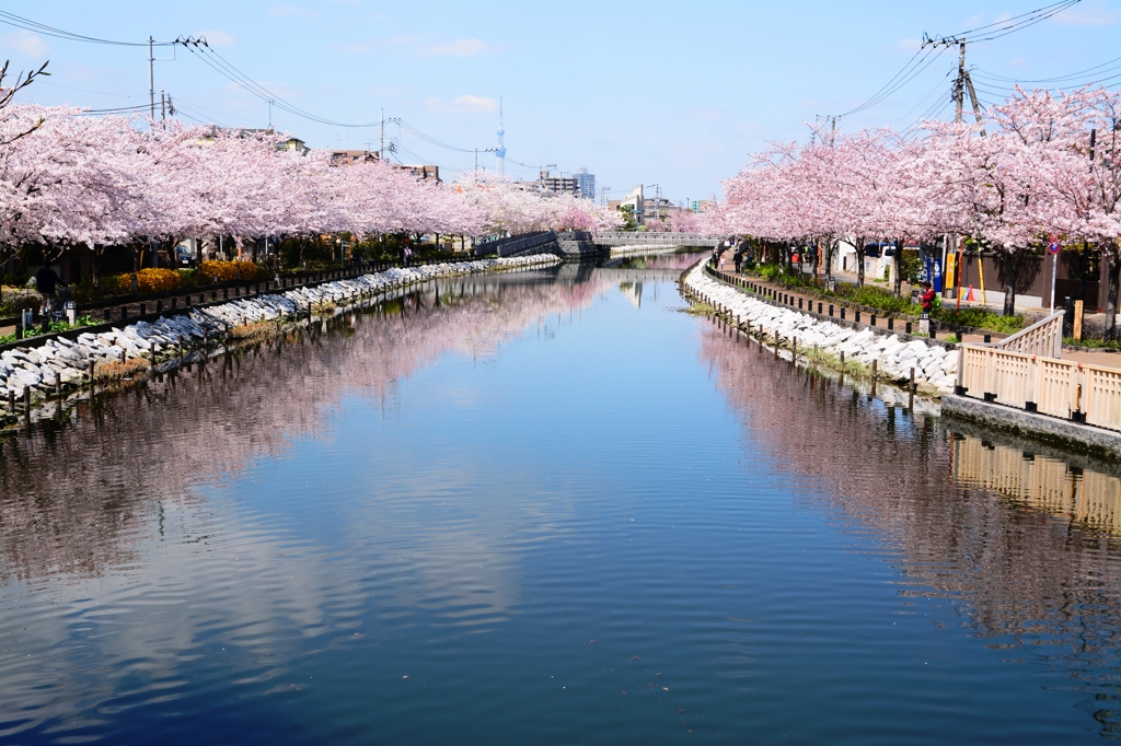 新川千本桜