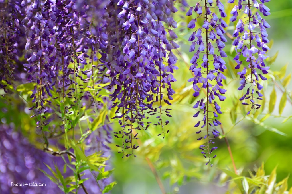 公園にて（フジの花②）