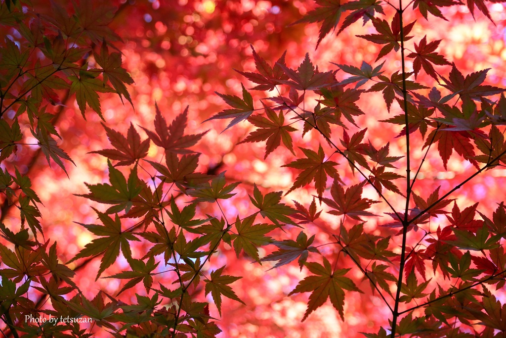 もみじ②
