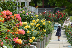 Rose Garden