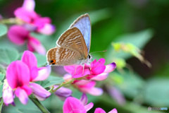 One cute butterfly