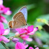 One cute butterfly