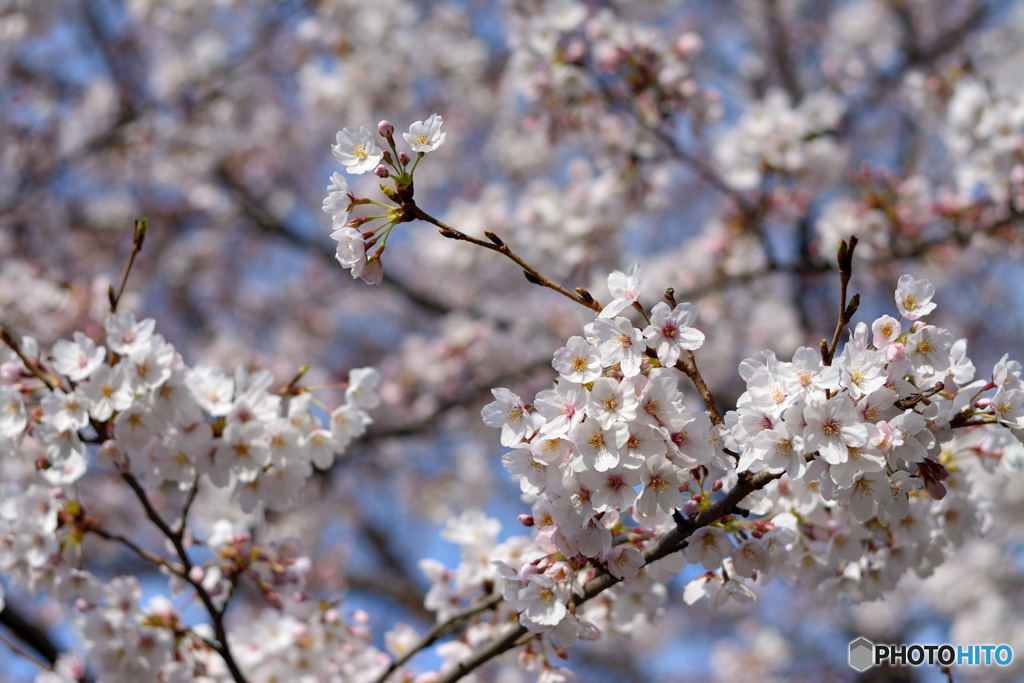 SAKURA