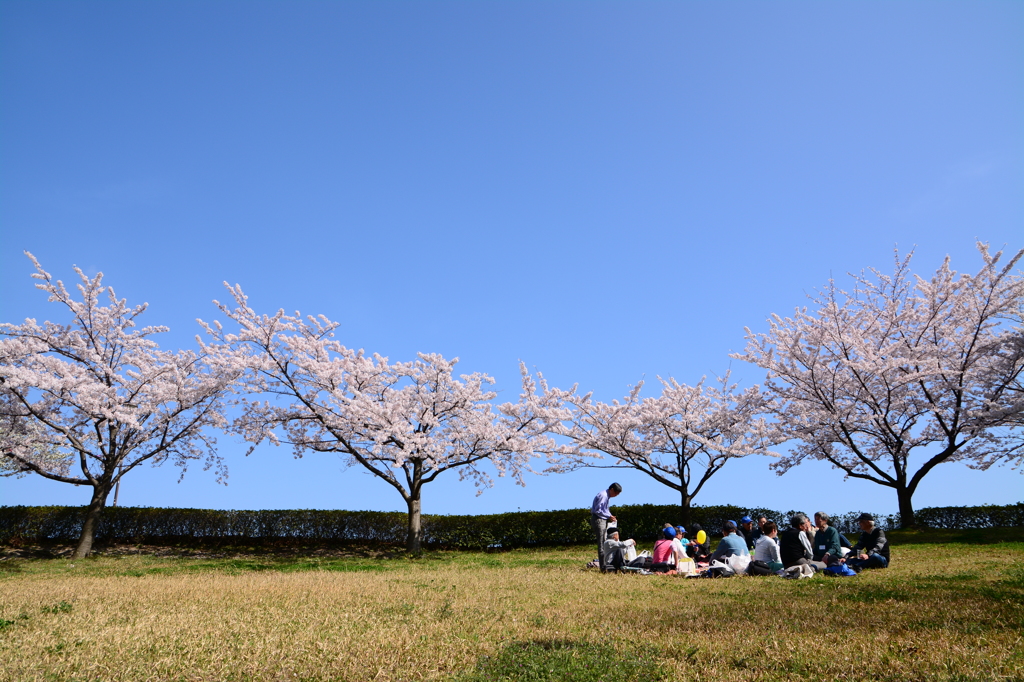 酔う桜