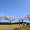 酔う桜