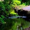 親水緑道の夏