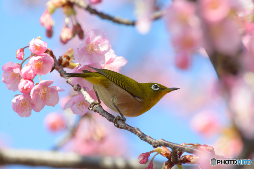 春はすぐそこ