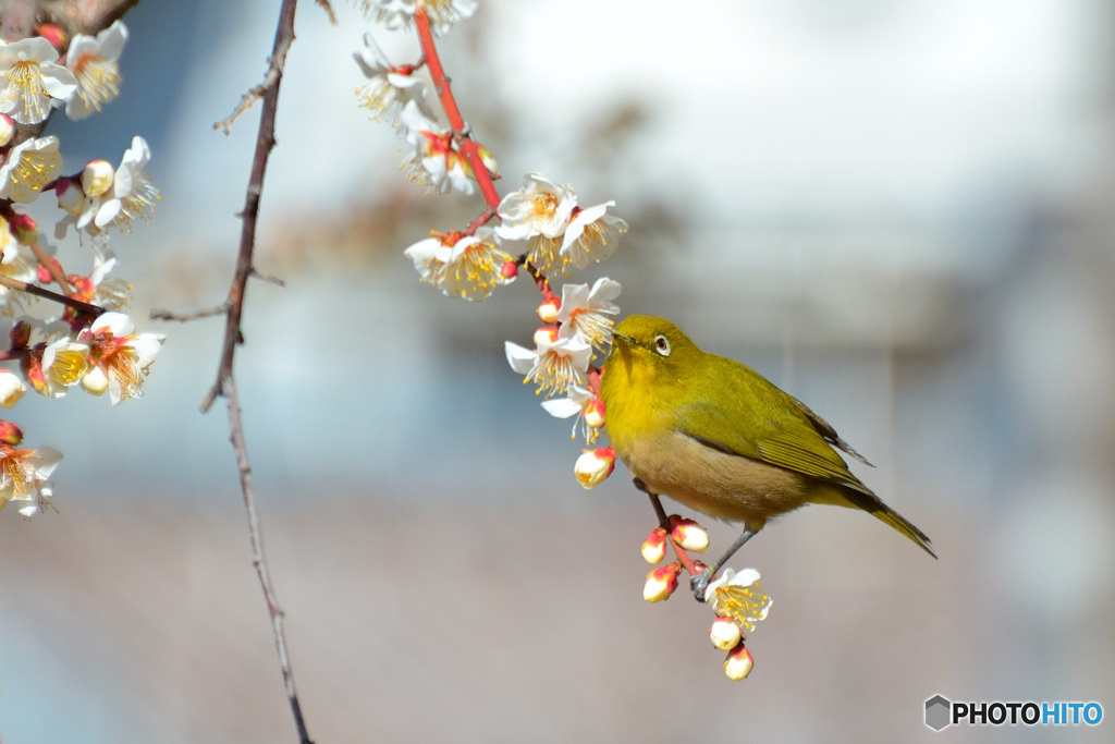 白梅にメジロ