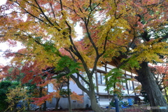 寺院のもみじ２