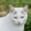 眉毛のある猫